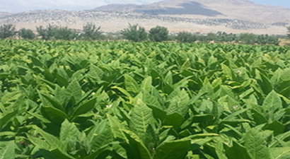 Tütün İhracatındaki Düşüş Üreticiyi Kaygılandırıyor