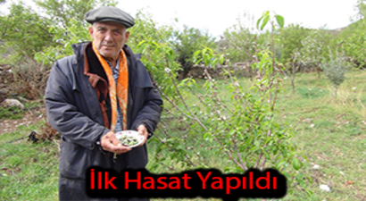 Yılın İlk Hasadı Yapıldı