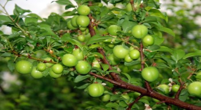 Yılın İlk Örtü Altı Erikleri Hasat Edildi
