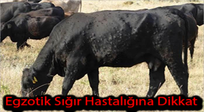 FAO Çalıştayı Avrupa Ülkelerini Egzotik Sığır Hastalığına Karşı Hazırlıyor