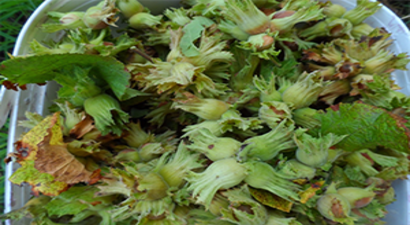 Fındık Destek Ödemesi 3 Nisan`da Başlayacak