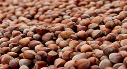 Fındık Fiyatında Hareketlenme