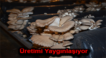 İstiridye Mantarı Üretimi Yayılıyor