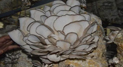 İnşaat Mühendisi İstiridye Mantarı Yetiştiriciliğine Başladı