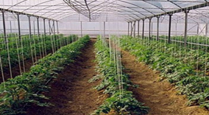 Tarımda Örtü Altı Üretime Rağbet Artıyor