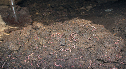 15 Milyon Solucanı İle Organik Gübre Üretiyor