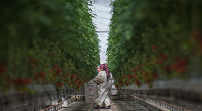 Üreticiyi Sevindirecek Teşvikler Yolda