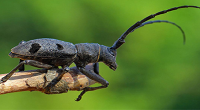 Turunçgil Uzun Antenli Böcekle Mücadele Sürüyor