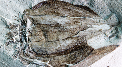 50 Milyon Yaşında Meyve Bulundu