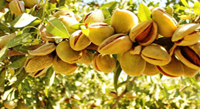 Boş Palamut Arazileri Badem Bahçesi Oldu