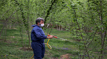 Giresun`da Fındıkta `Külleme Hastalığı` ile Mücadele Devam Ediyor
