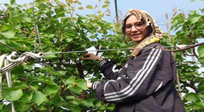 Yılın İlk Örtü Altı Hasadı Yapıldı