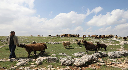 Hayvancılık Sektörüne Suudi Arabistan İlgisi