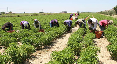 Mevsimlik Tarım İşçilerine Müjde
