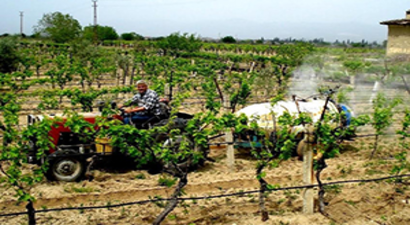Üzüm Bağlarında Hummalı Çalışma