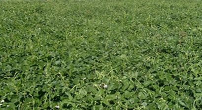 Türkiye`nin İlk Yemlik Börülce Çeşidi `Ülkem` Tescil Ettirildi