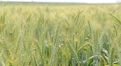 Buğday Üreticisi Bu Yıl Umutlu