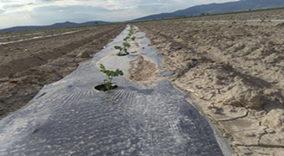 Çekirdeksiz Karpuz Üretecekler