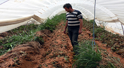 Sağanak Yağış, Çilek Seralarına Vurdu