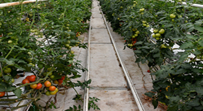 Domates Üreticileri Bu Yılki Fiyatlardan Memnun