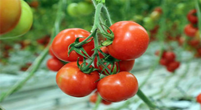 Jeotermal Kaynaklarla, Organik Domates Üretiliyor