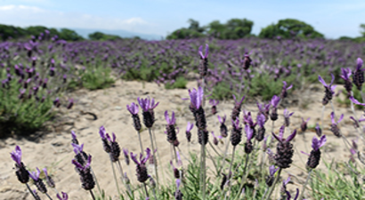 Doğal Şifa Kaynağı Yok Oluyor