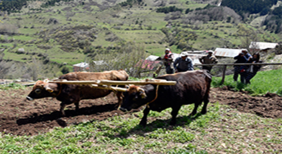Geleneksel Tarıma Devam Ediyorlar