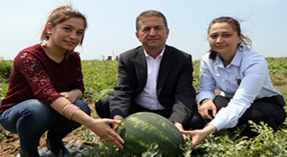 Turfanda Karpuz Hasadı Başladı