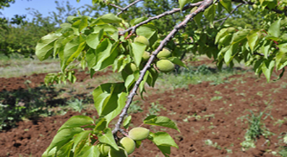 Diyarbakır Kayısıda Malatya`ya Rakip Olmaya Hazırlanıyor