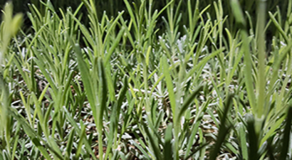 Kadın Çiftçilerle Lavanta Kokulu Proje