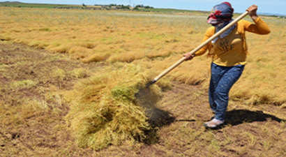 Tahıl Ambarı Şanlıurfa` da Hasat Zamanı