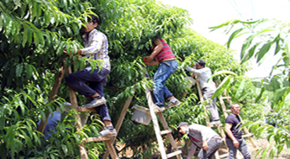 Türkiye`nin Meyve Deposu, Turfanda Meyve Hasadı Başladı