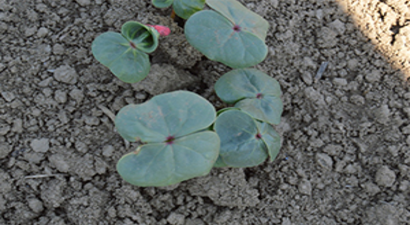 Üretici Yeniden Pamuğa Yöneldi