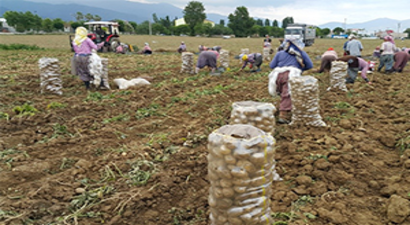 Tarlada Erkenci Patates Bereketi