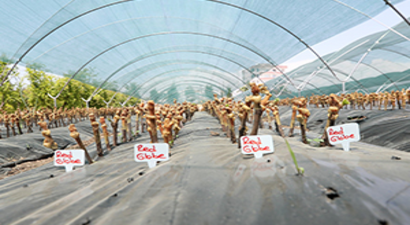 `Aşılı Asma Fidanı Üretimi Projesi` Hayata Geçiyor