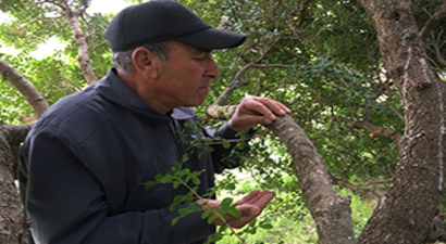 Türkiye, Sakız Üretiminde İddialı