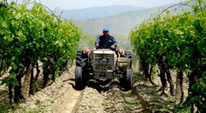 Üzüm Bağlarında Özenli Çalışma