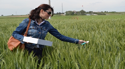 Süne ile Biyolojik Mücadelede 700 Bin Faydalı Böcek Buğday Tarlalarında