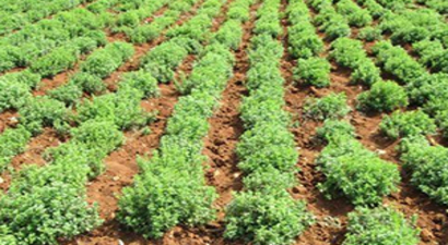 Hazine Arazisi Tıbbi ve Süs Bitkisi Yetiştiricileri İçin Kiralanabilecek