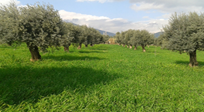 Zeytinlik Kanununda Değişiklik