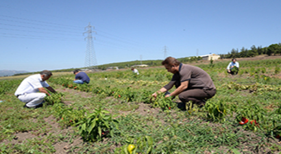 Ziraat Fakültesi`nden Meraklısına, Organik Tarım Eğitimi