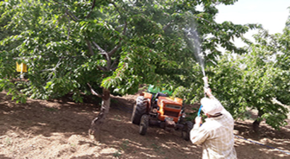 Meyve Bahçelerinde Zirai Mücadele