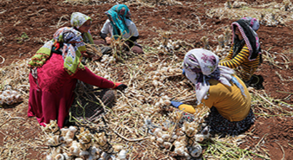 Araban Sarımsağında Rekolte Artışı