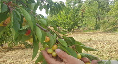 Aşırı Yağışlar Meyve Üreticilerini Endişelendiriyor