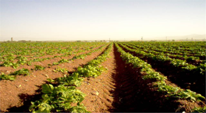 Bitkisel Üretim Değeri 12.7 Azaldı