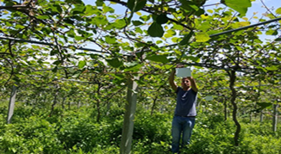 Tarımın Düşmanı Zararlı Kelebekle Biyoteknik Mücadele Başlatıldı