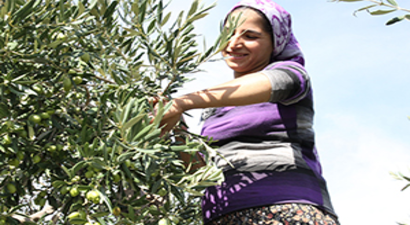 Egeli Zeytinciler Ağaçların Korunmasını İstiyor