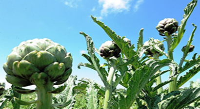 Cansuyu Projesi İle Çiftçinin Yüzü Gülüyor