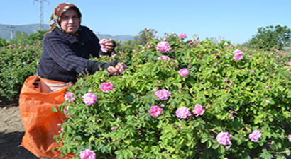 Gülde Uzayan Sezon, Rekolteyi Arttırdı