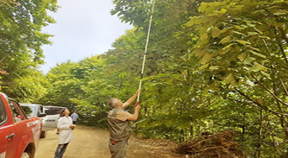 Kaliteli Ihlamur Tür Tespit Çalışmaları Yapıldı